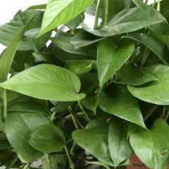 The deep green leaves of Jade Pothos