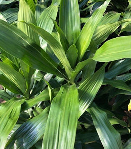 Janet Craig Dracaena