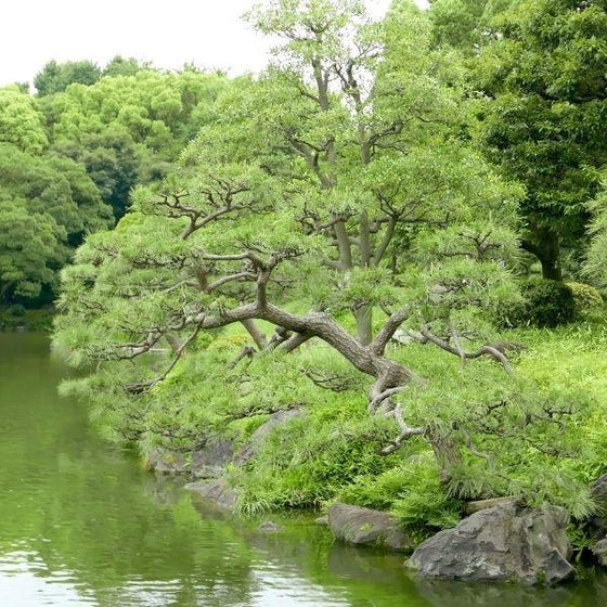Japanese Black Pines showing their interesting growth habit over a stream