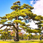 a field of full grown mature Japanese Black Pines
