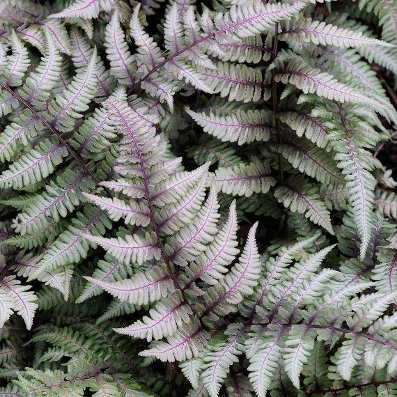 Buy Japanese Painted Fern Online Garden Goods Direct