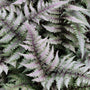 gorgeous foliage of the Japanese Painted Fern are a blue-green with silvery ends