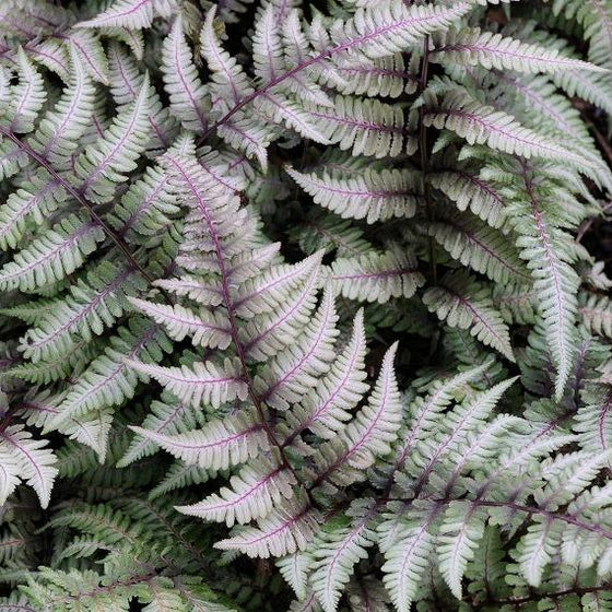 gorgeous foliage of the Japanese Painted Fern are a blue-green with silvery ends