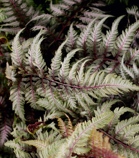 Japanese Painted Fern