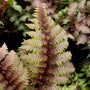 unique color of fern fronds