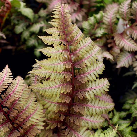 unique color of fern fronds