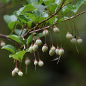 nteresting seeds of Japanese Snowbell