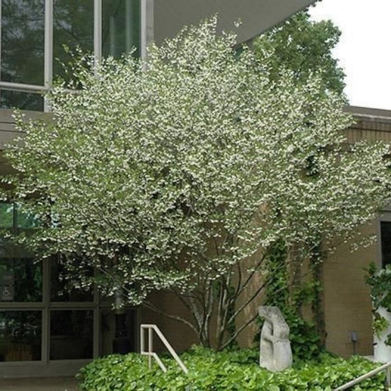 japanese Snowbell tree with pure white spring flowers