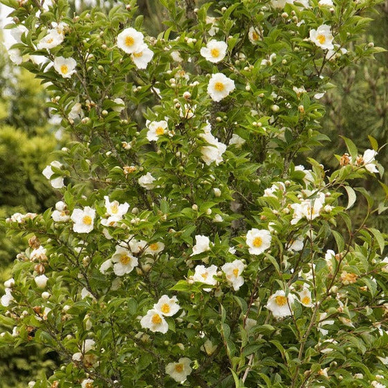 white flowers on Japanese Stewartia Trees
