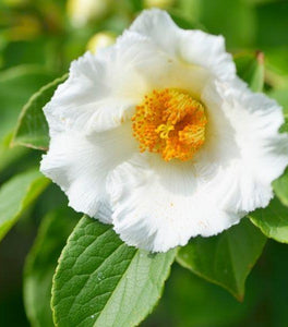 Japanese Stewartia Tree