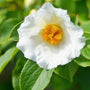 close look at pure white flower on Japanese Stewartia Trees