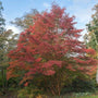 gorgeous fall color of Japanese Stewartia Trees
