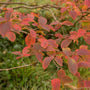 gorgeous fall color of Japanese Stewartia Trees red leaves