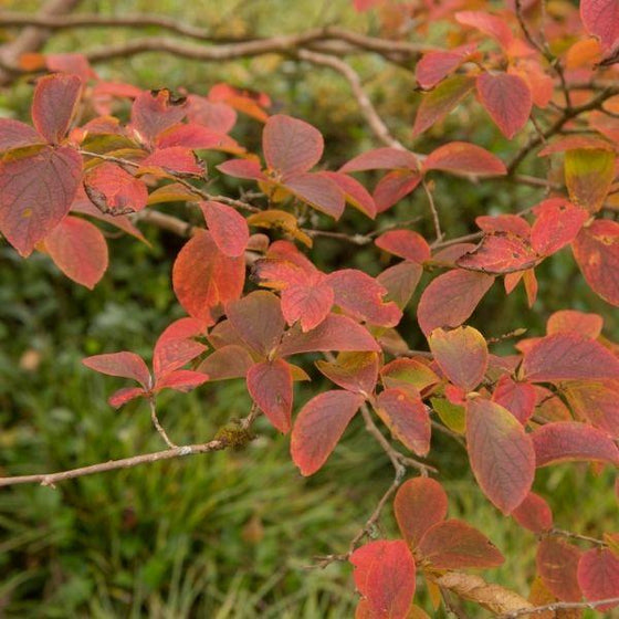 gorgeous fall color of Japanese Stewartia Trees red leaves