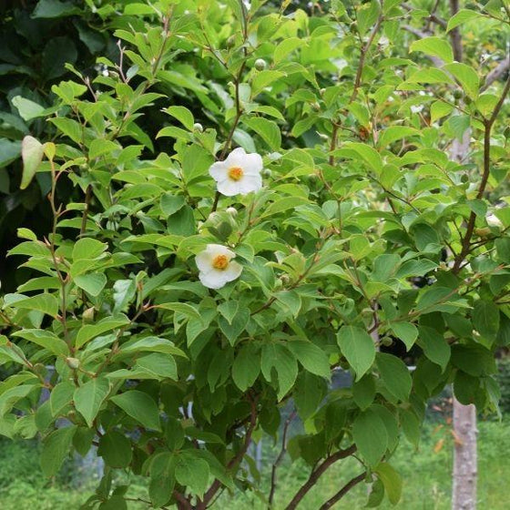 bright green leaves on japanese stewartia tree