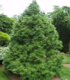 Japanese Umbrella Pine