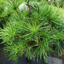 Umbrella Pine Tree in a black nursery pot