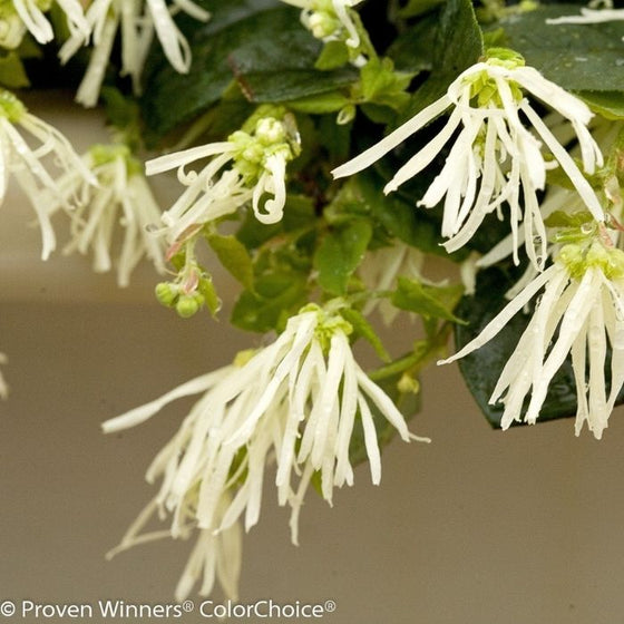 close look at pure white flower cluster jazz white loropetalum shrub