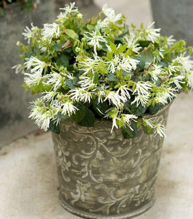 Jazz Hands White Loropetalum