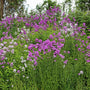Jeanna Garden Phlox growing in mass in wildflower garden