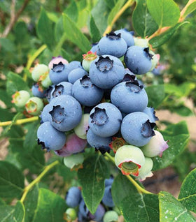 Jersey Blueberry Bushes