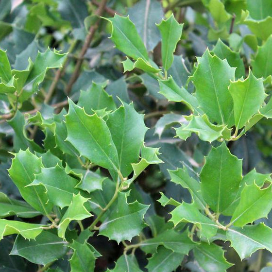 Ilex opaca Jersey Knight with dark green spiny evergreen leaves in full sun