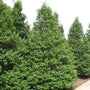 Jersey Knight Holly male American holly tree with glossy evergreen foliage in a landscape planting