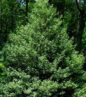 Jersey Knight American Holly
