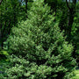Jersey Knight American Holly used as a male pollinator near female berry-producing hollies