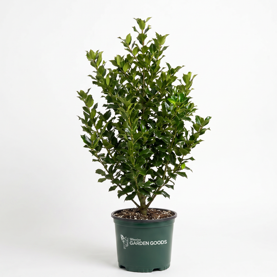 Jersey Knight Holly male American holly tree with glossy evergreen foliage in a pot.