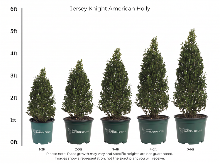 Jersey Knight Size Chart
