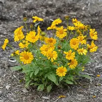 Jethro Tull Coreopsis