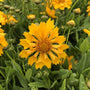 Jethro Tull Coreopsis