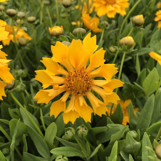 Jethro Tull Coreopsis