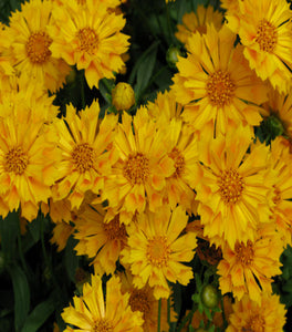 Jethro Tull Coreopsis
