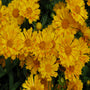 Jethro Tull Coreopsis
