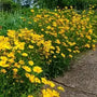 Jethro Tull Coreopsis