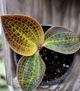 Jewel Orchid Gold Dust