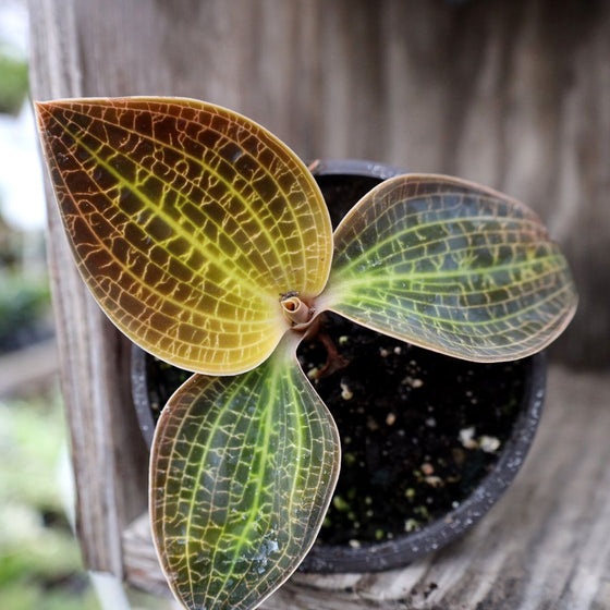 striking electric veins in gold dust orchid