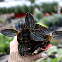 Jewel Orchid dark leaves