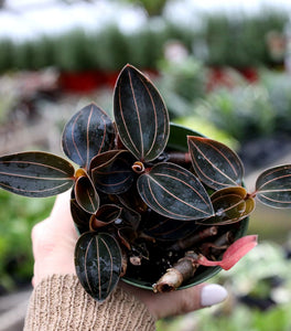 Jewel Orchid Green Ludisia