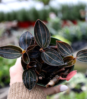 Jewel Orchid Green Ludisia
