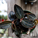 Jewel Orchid stunning foliage