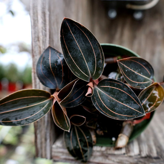 Jewel Orchid stunning foliage