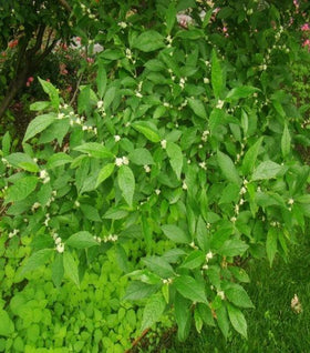 Jim Dandy Winterberry Holly