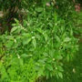 Small white flowers contrast against dense branches of green leaves 