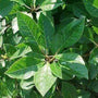 Holly jim dandy with deep green leaves