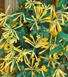 John Clayton Honeysuckle