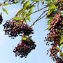Mature Johns Elderberry shrub with broad upright habit, layered green foliage, and strong native landscape presence