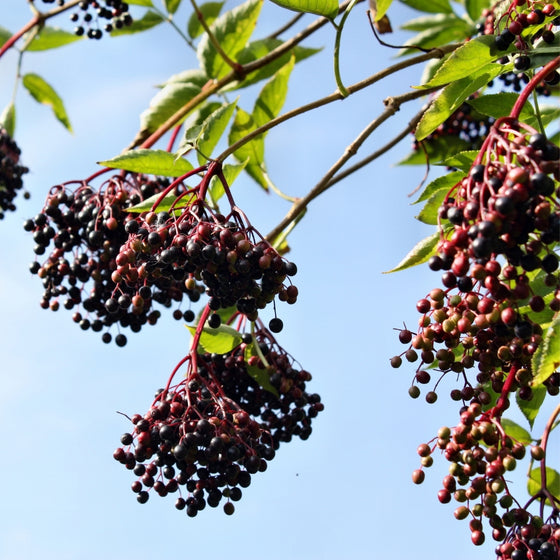 Mature Johns Elderberry shrub with broad upright habit, layered green foliage, and strong native landscape presence